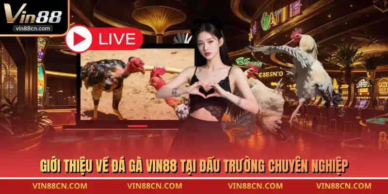 Giới thiệu về đá gà VIN88 tại đấu trường chuyên nghiệp
